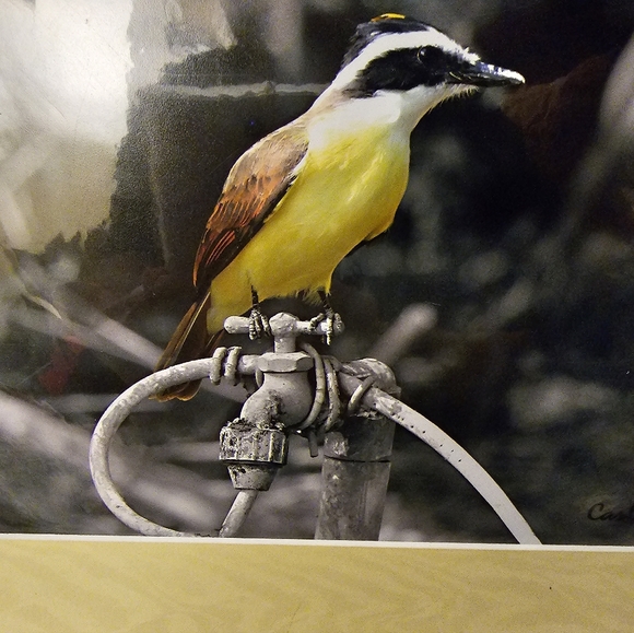 NEW Professional Photography - Texas Wild Bird Photo - Picture 3 of 5